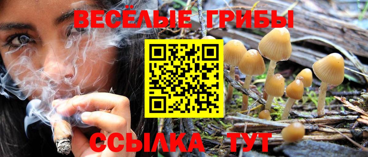 Галлюциногенные грибы GOLDEN TEACHER Новокуйбышевск